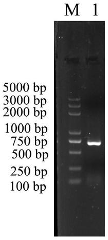 Portunus trituberculatus mannose-binding lectin PtMBL gene, encoding protein thereof and application