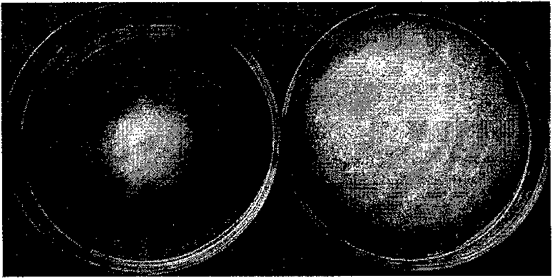 Plant pathogenic fungi antagonistic bacteria capable of generating siderophore and uses thereof