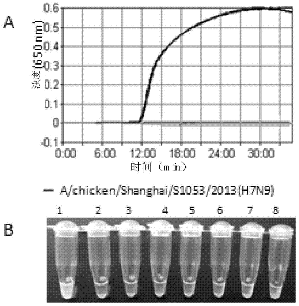 RT-LAMP (Reverse transcription loop-mediated isothermal amplification) primer group for N9-subtype avian influenza virus detection and detection method as well as application of RT-LAMP primer group