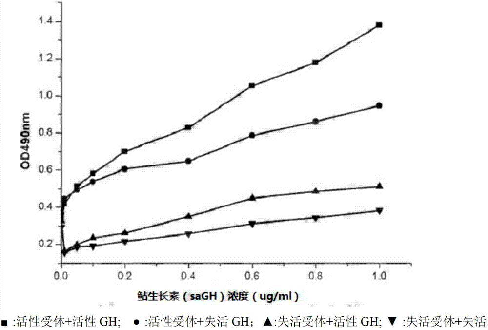 Silurus asotus growth hormone (saGH)-cell penetrating peptide trans-activating transcriptional activator (TAT) fusion protein and its preparation method and use
