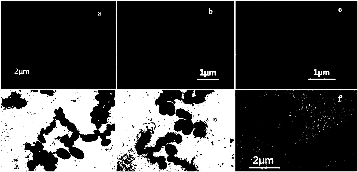 A kind of microbial self-assembly nanomaterial and its preparation method and application