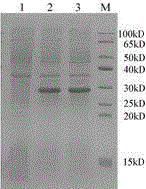 A method for expressing hmgb1 A-box protein using SUMO system