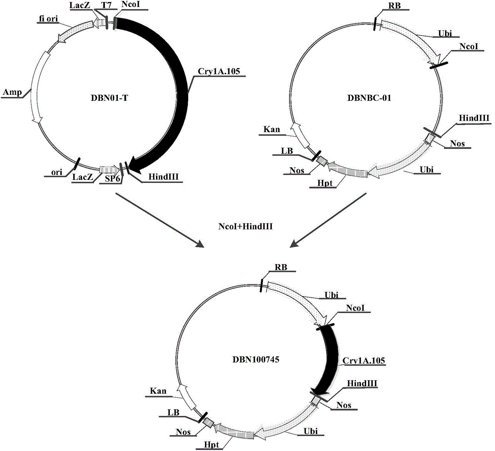 Application of insecticidal protein