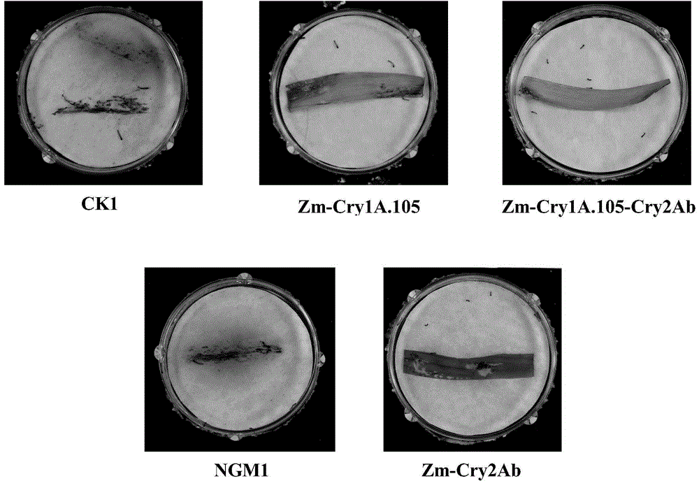 Application of insecticidal protein