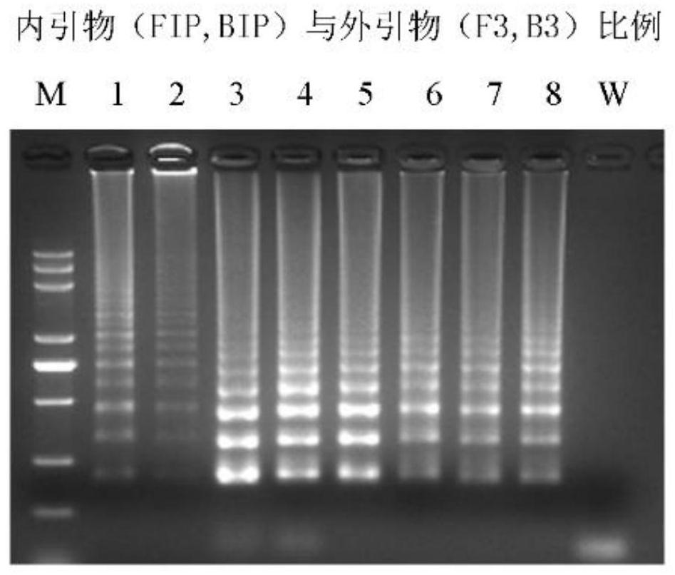 A rapid detection method for chlorotic ring spot-associated virus in kiwifruit based on rt-lamp-lfd
