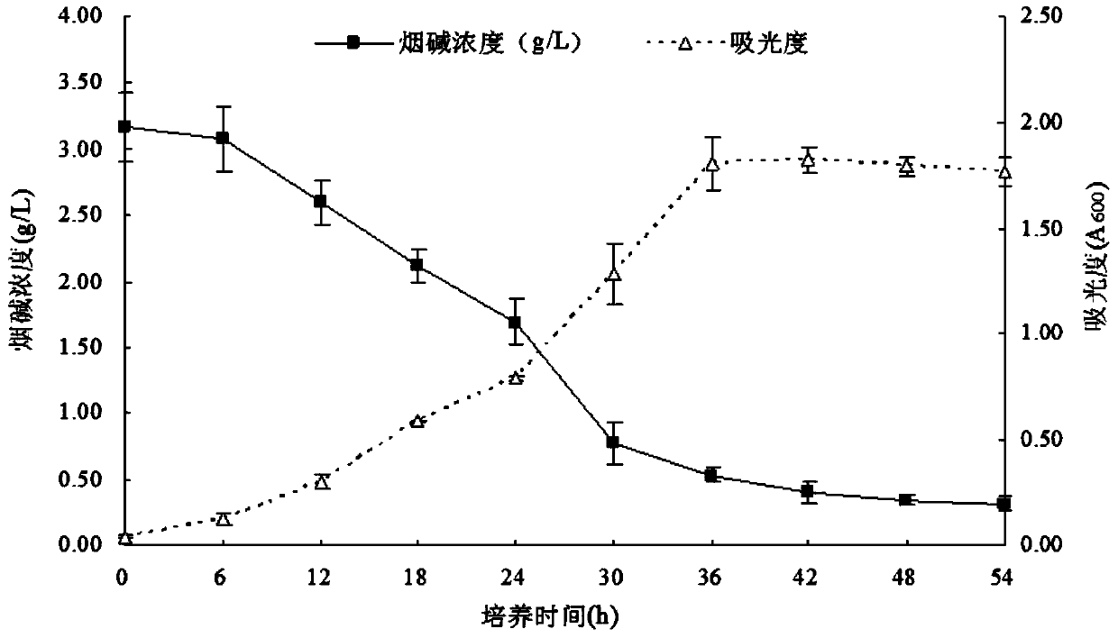 Agrobacterium tumefaciens SCUEC1 strain as well as screening method and application thereof