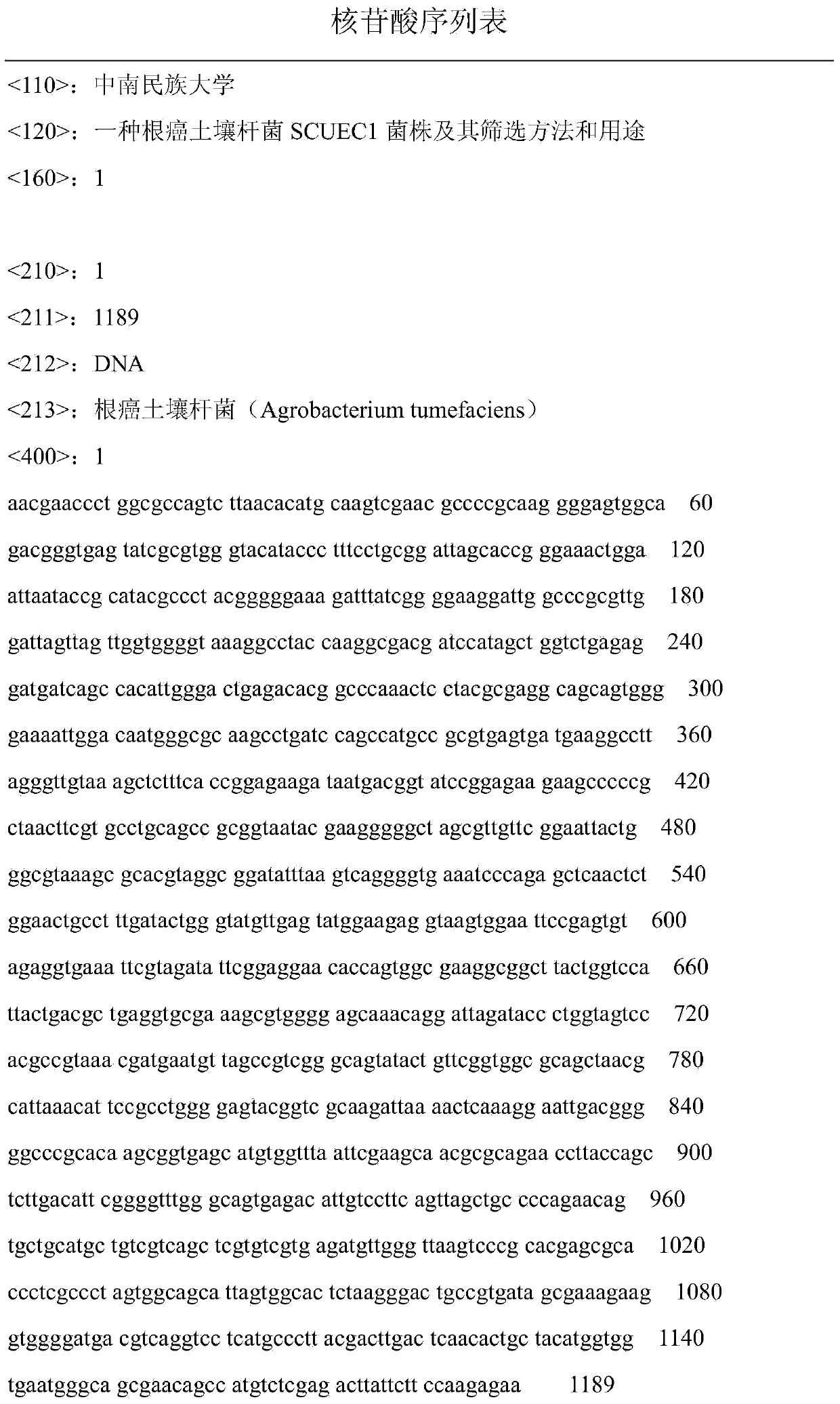 Agrobacterium tumefaciens SCUEC1 strain as well as screening method and application thereof