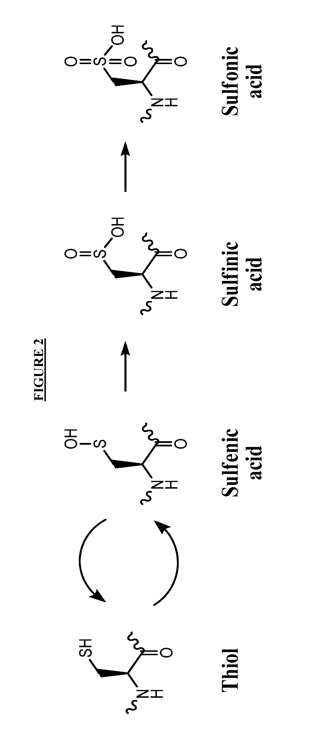 Compounds useful for promoting protein degradation and methods using same
