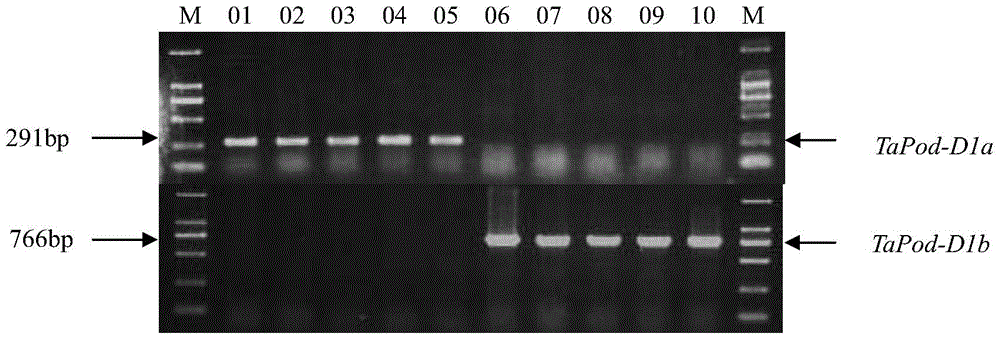 Molecular marker used for identifying POD (peroxidase) activity of wheat grain and application of molecular marker