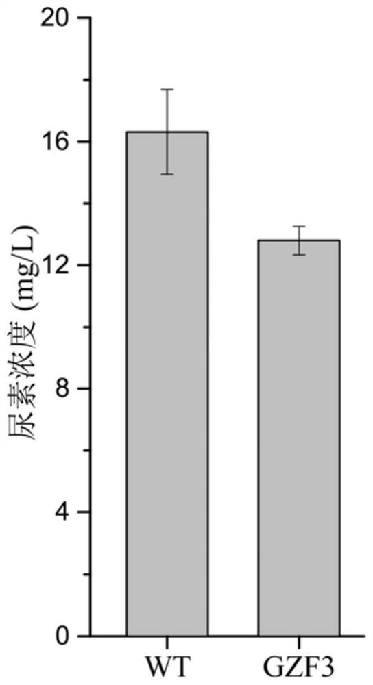 A method to localize gzf3 to the cytoplasm to reduce urea accumulation in rice wine yeast