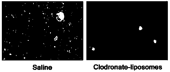 Application of phosphorylated muramyl dipeptide for preparing medicine capable of constructing fulminant liver injury animal model