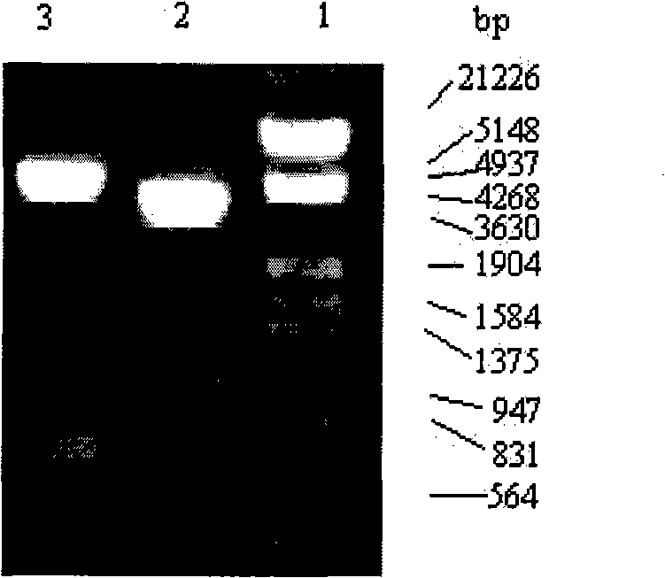 Recombined staphylococcus aureus enterotoxin I oral preparation and application thereof