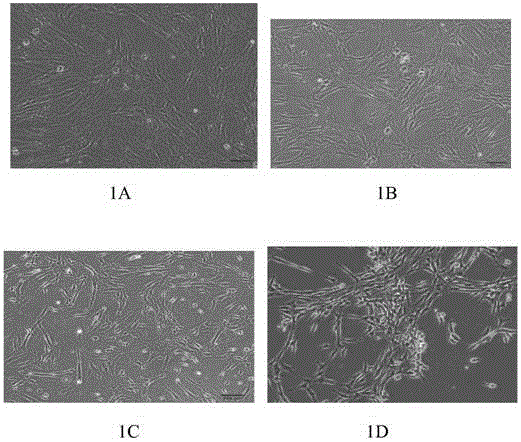 Method for separating and extracting hUC-MSC from umbilical cord outer layer amnion tissue