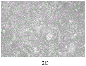 Method for separating and extracting hUC-MSC from umbilical cord outer layer amnion tissue