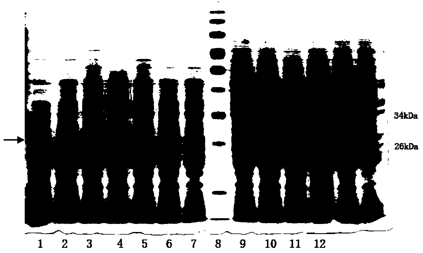 Saccharomyces cerevisiae integrated expression vector