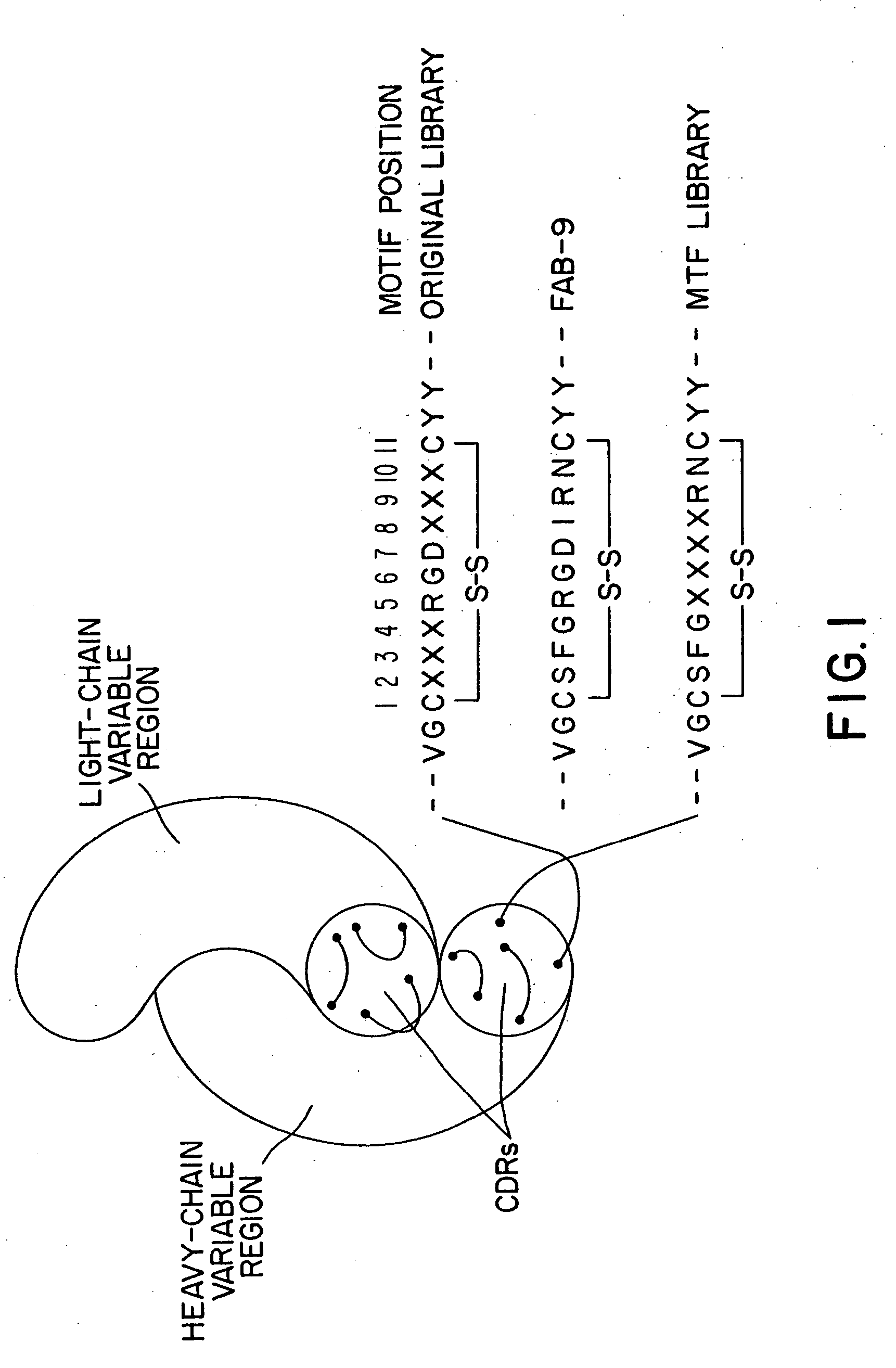 Methods for producing polypeptide binding sites, monoclonal antibodies and compositions thereof