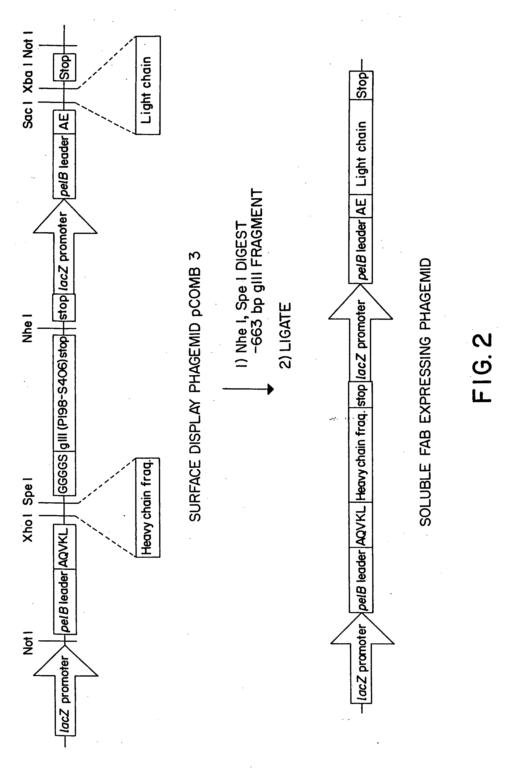 Methods for producing polypeptide binding sites, monoclonal antibodies and compositions thereof