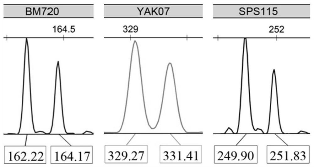 A genotyping detection kit for yak parentage identification and individual identification