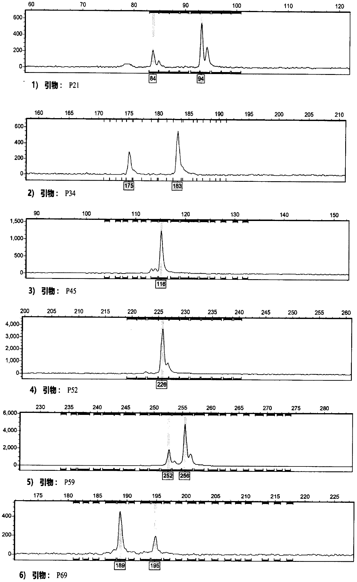 SSR (Simple Sequence Repeats) primer composition and method for identifying high-quality germplasm of picria fe-tearrae Lour.