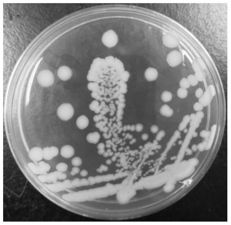 A high-temperature straw-degrading bacterium b-8 and its agent and application