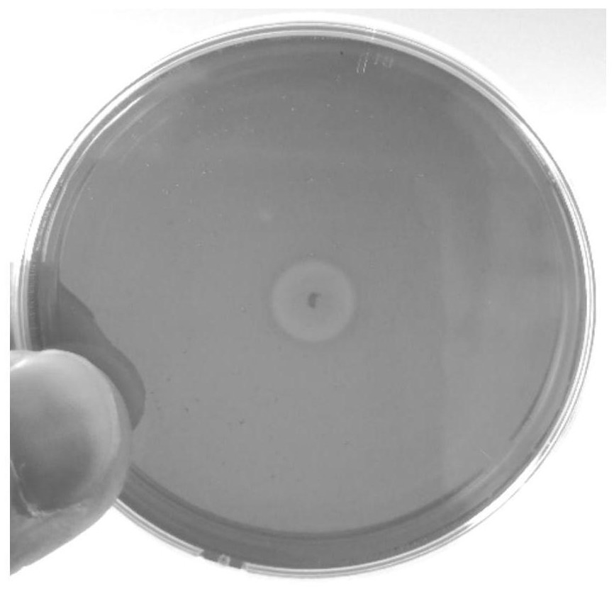 A high-temperature straw-degrading bacterium b-8 and its agent and application