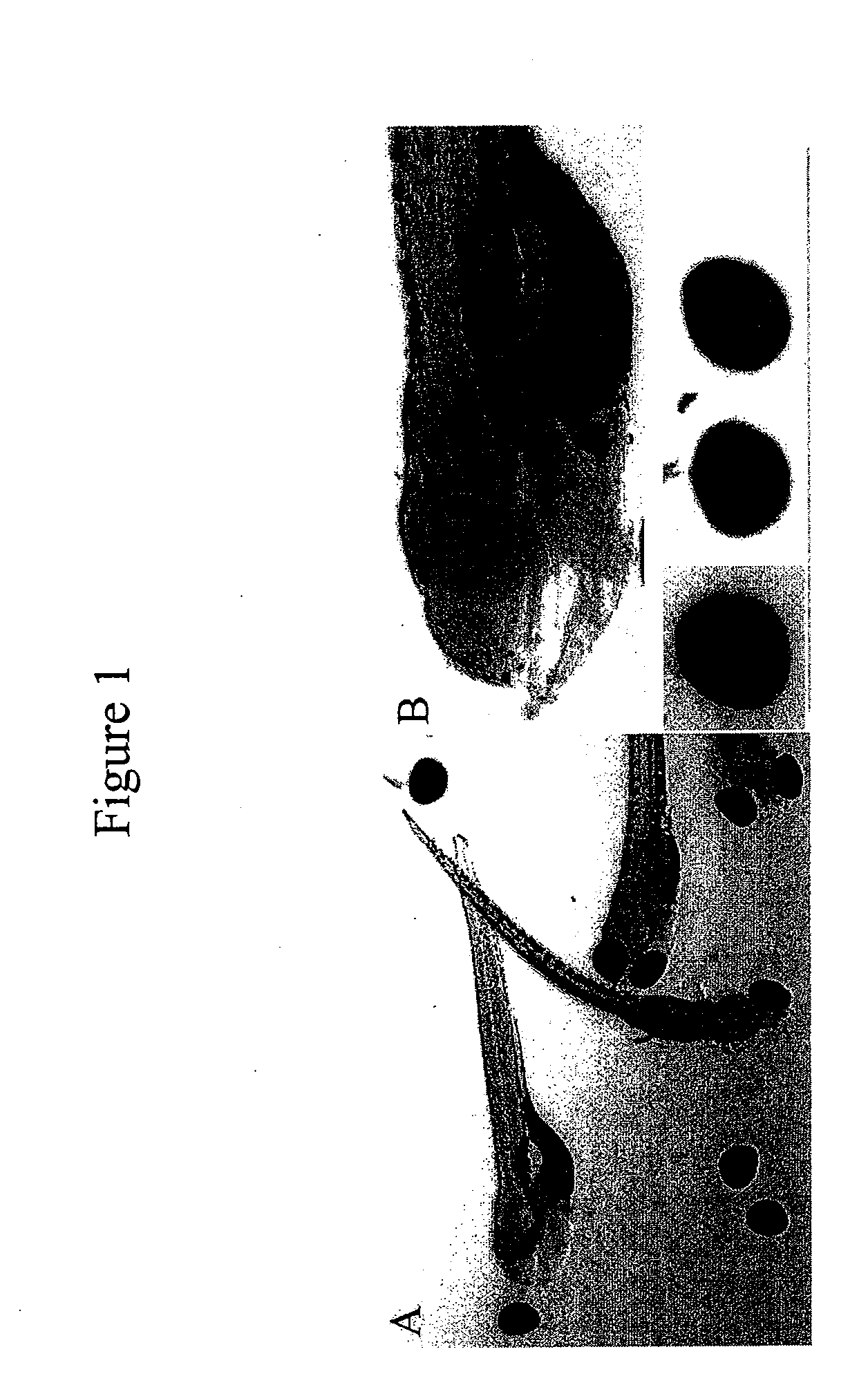 Methods of screening an agent for an activity in an isolated eye of a teleost