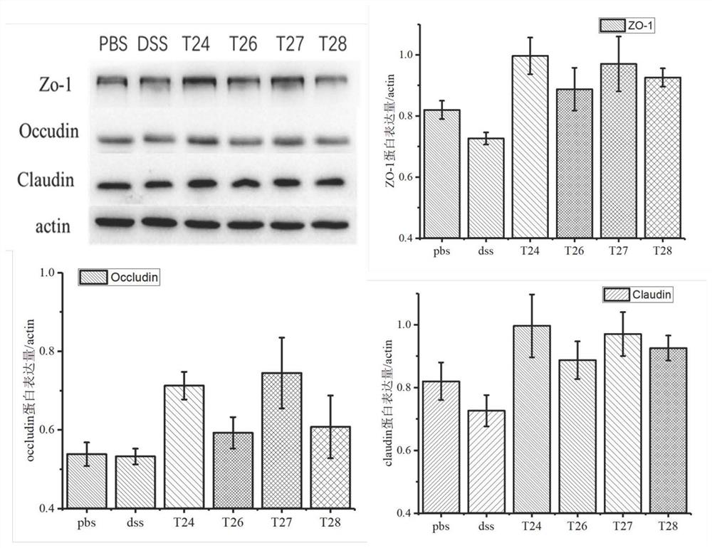 Polypeptide for preventing or treating ulcerative colitis