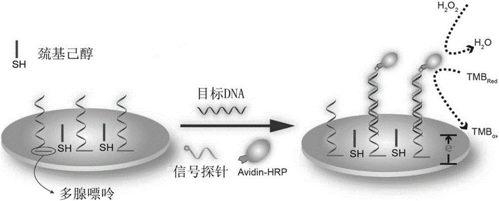 Multi-adenine based DNA capture probe, biosensor and detection method thereof