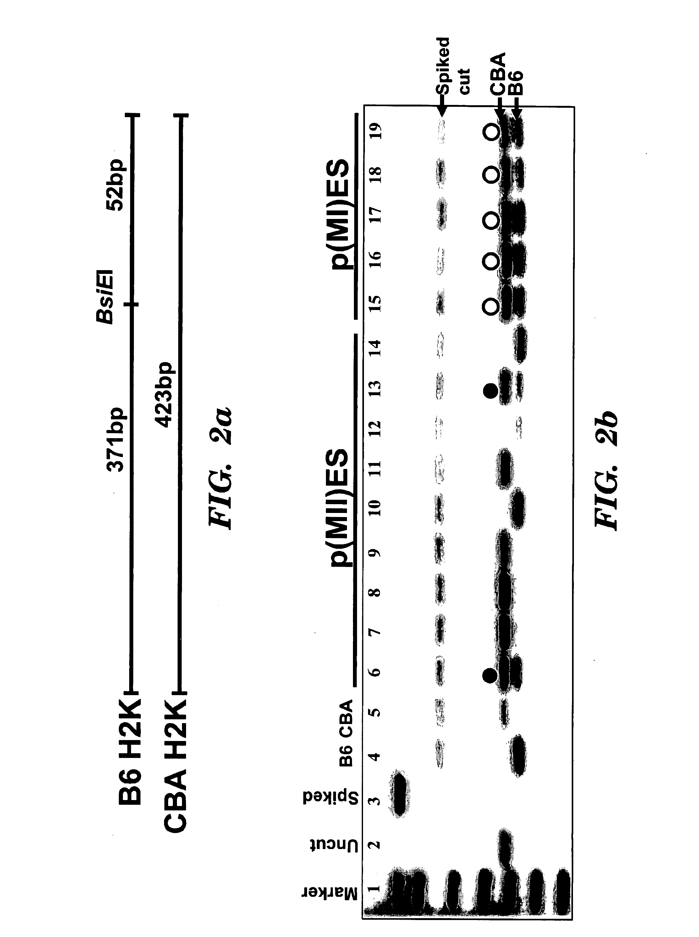 Methods for producing embryonic stem cells from parthenogenetic embryos