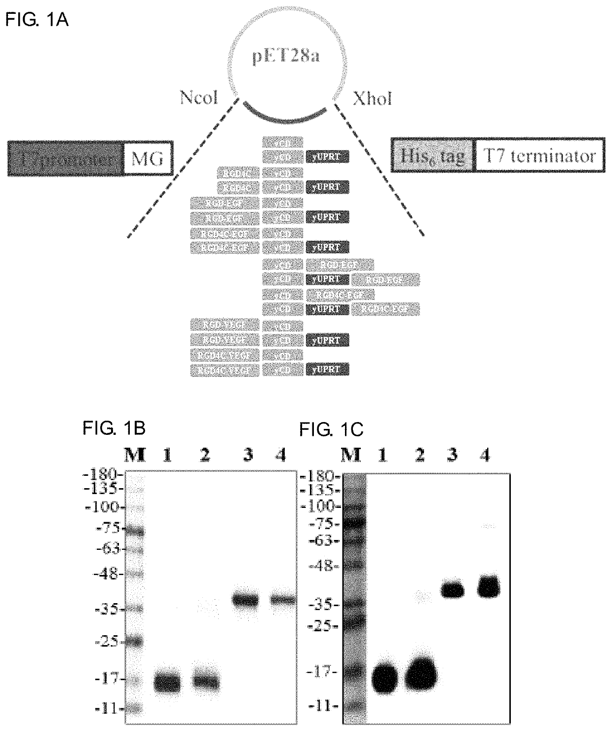 Targeted prodrug cytosine deaminase fusion carrier and application thereof