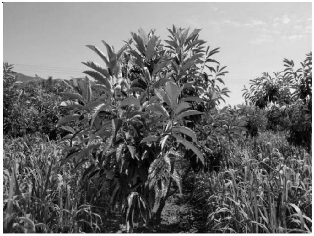 Castanea mollissima-millet three-dimensional interplanting method based on shade-tolerant millet