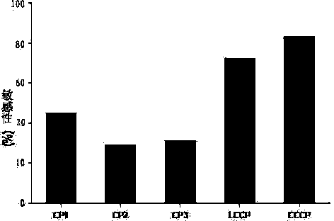 Cyclic chimeric citrullinated peptide antigen and application thereof