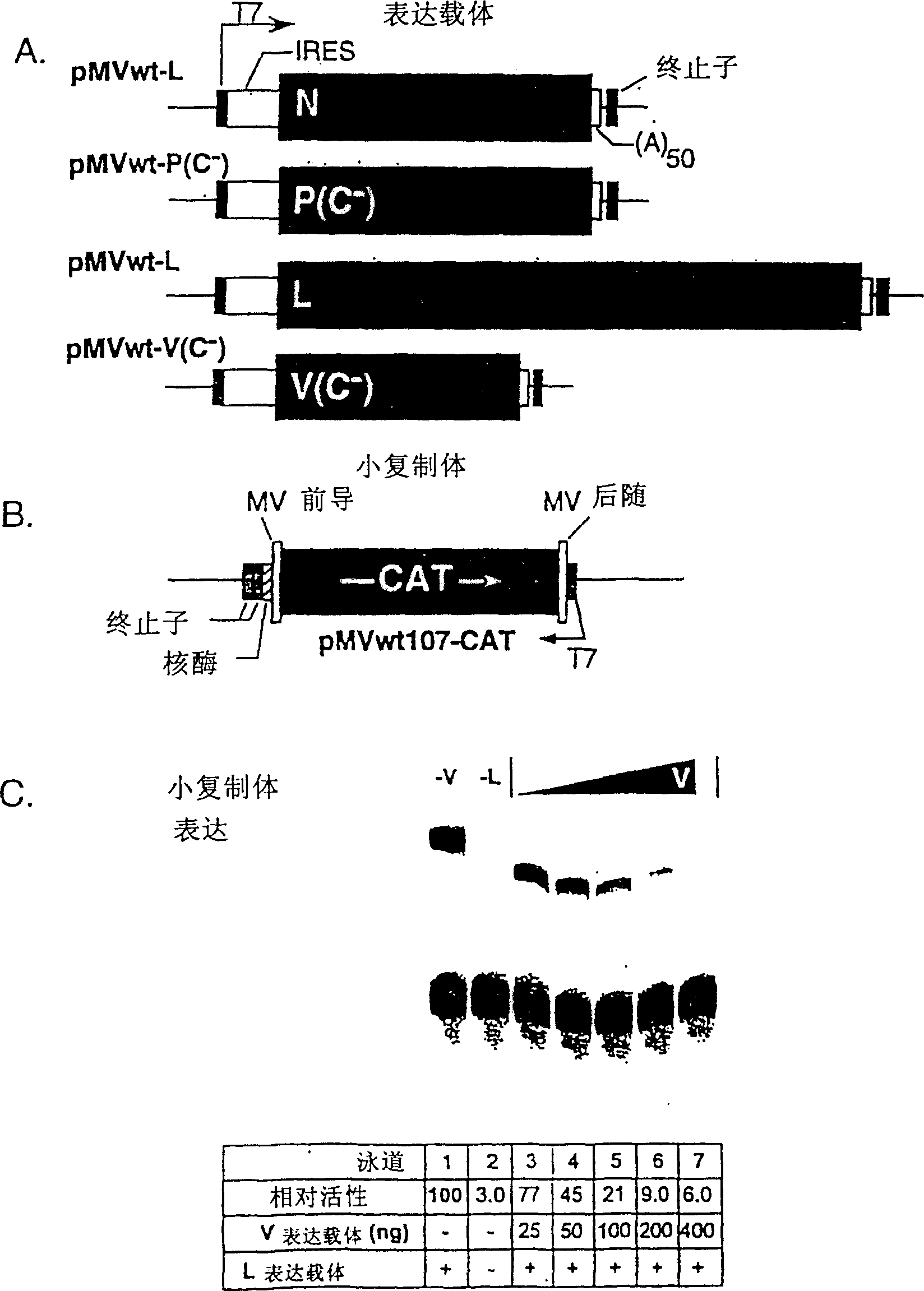 Modified morbillivirus V proteins