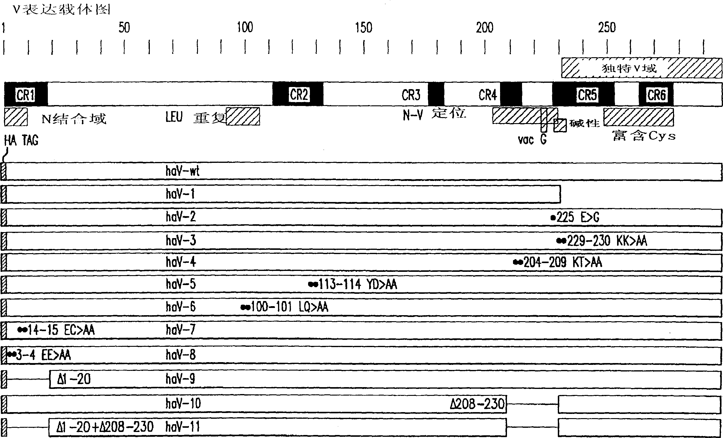 Modified morbillivirus V proteins