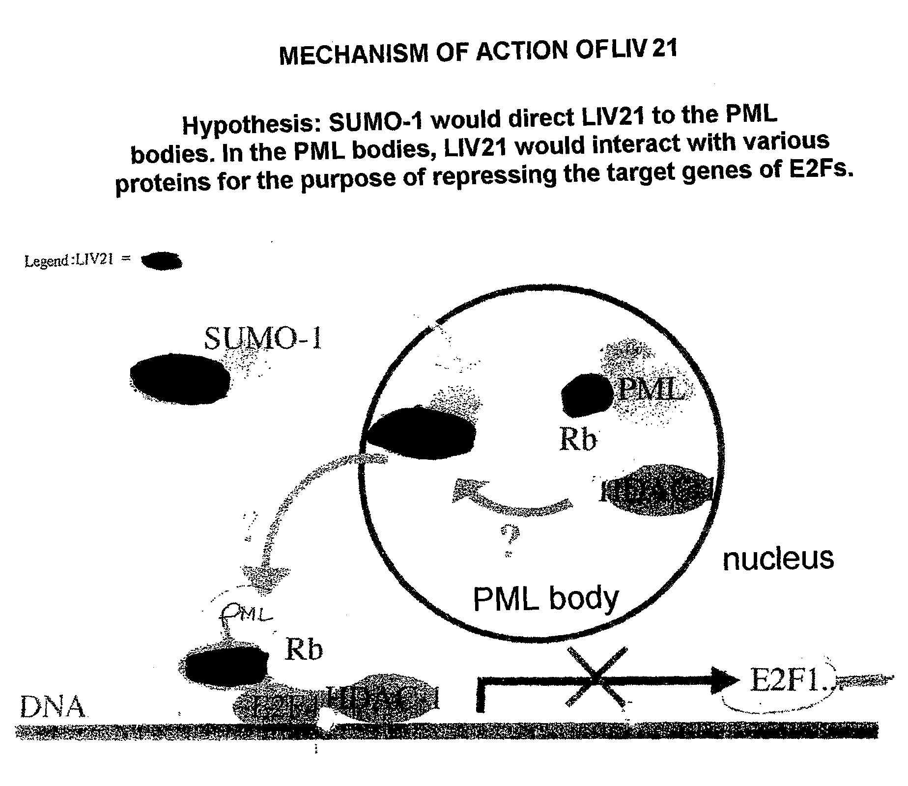 Traceability of Cellular Cycle Anomalies Targeting Oncology and Neurodegeneration