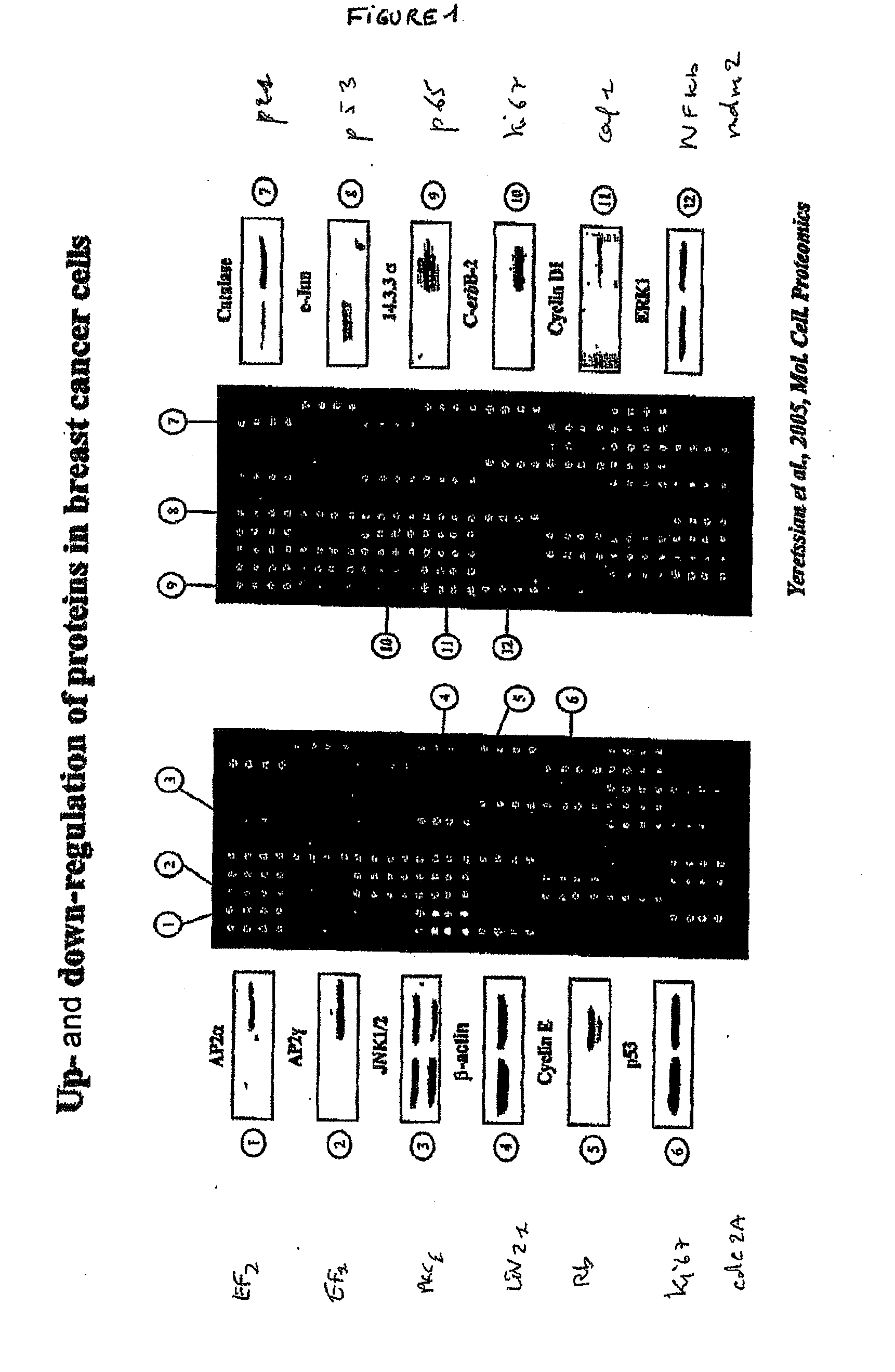 Traceability of Cellular Cycle Anomalies Targeting Oncology and Neurodegeneration