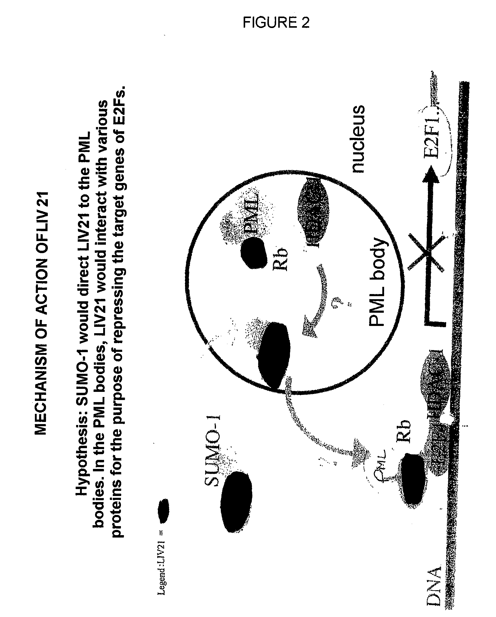 Traceability of Cellular Cycle Anomalies Targeting Oncology and Neurodegeneration