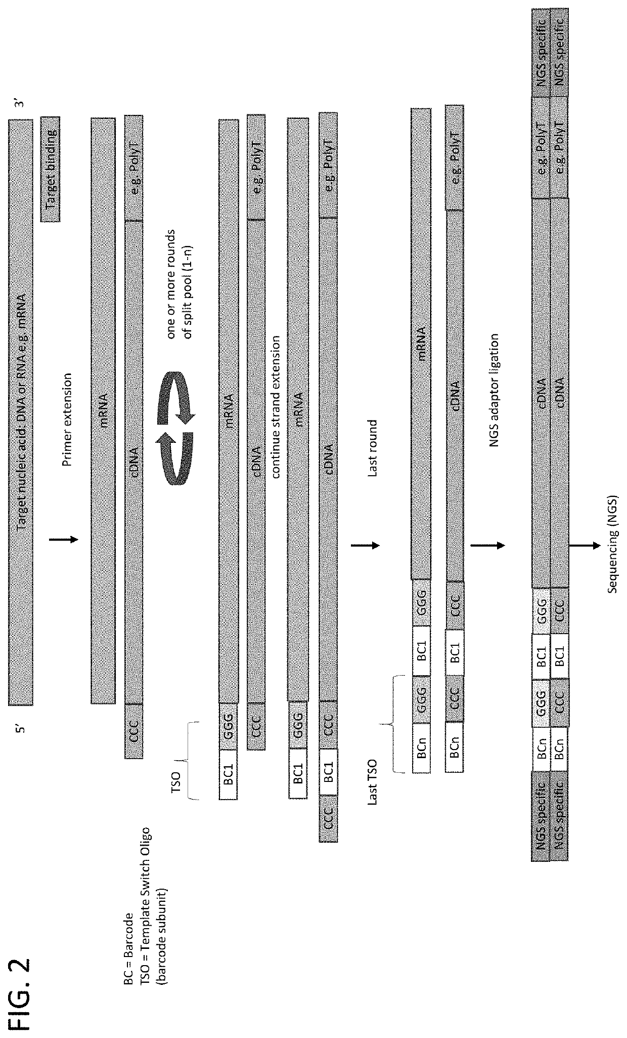 Whole transcriptome analysis in single cells