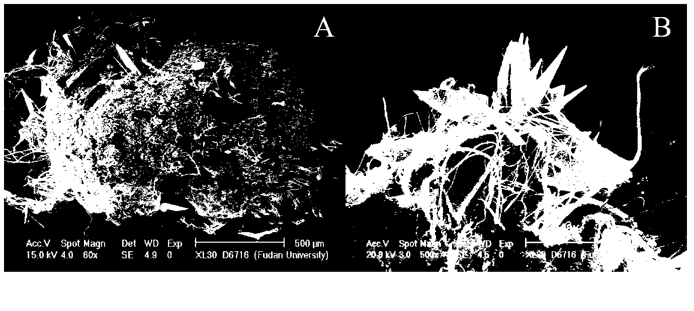 Method for enriching phosphorus by using aerobic granular sludge