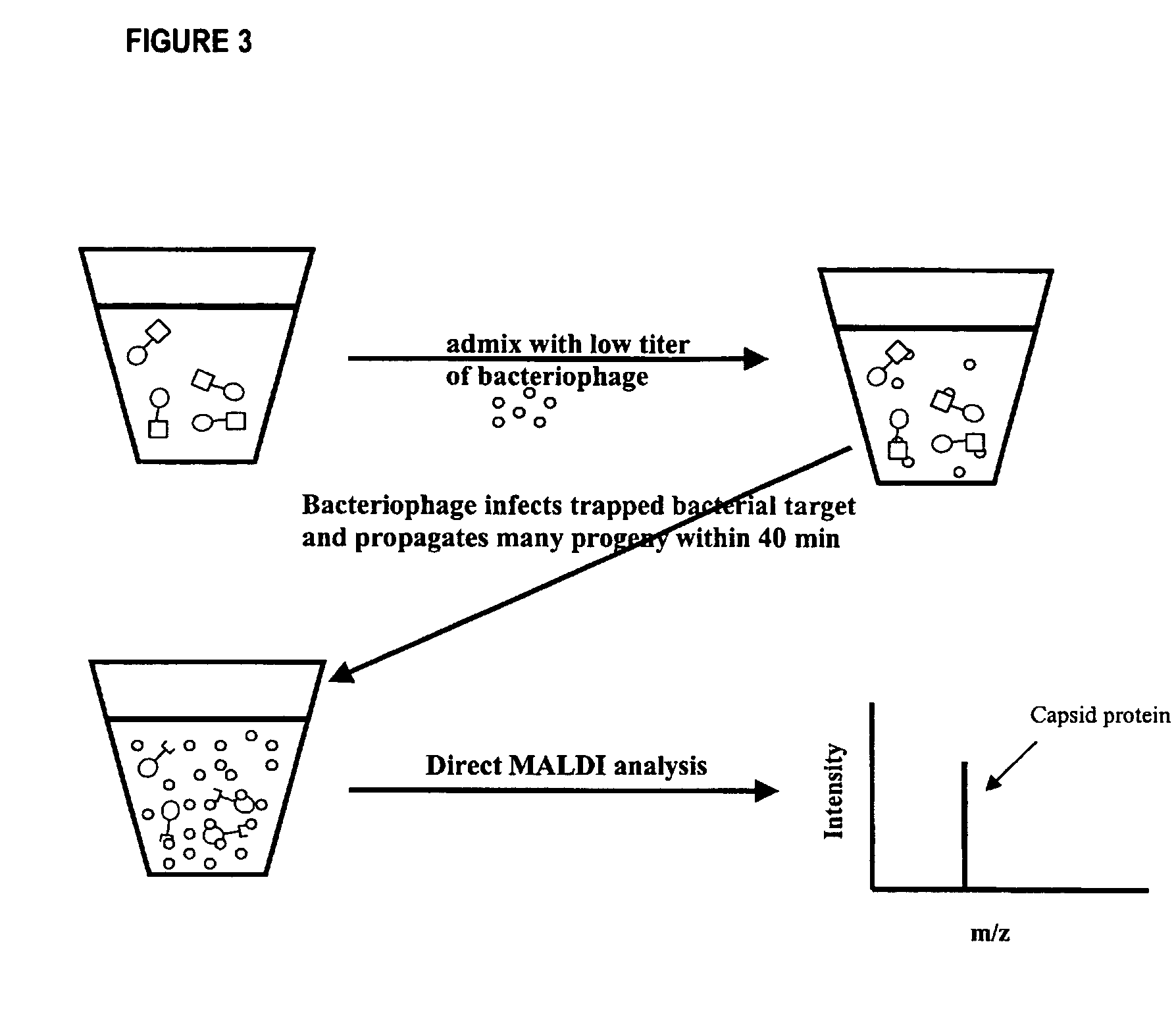 Method for detecting low concentrations of a target bacterium that uses phages to infect target bacterial cells