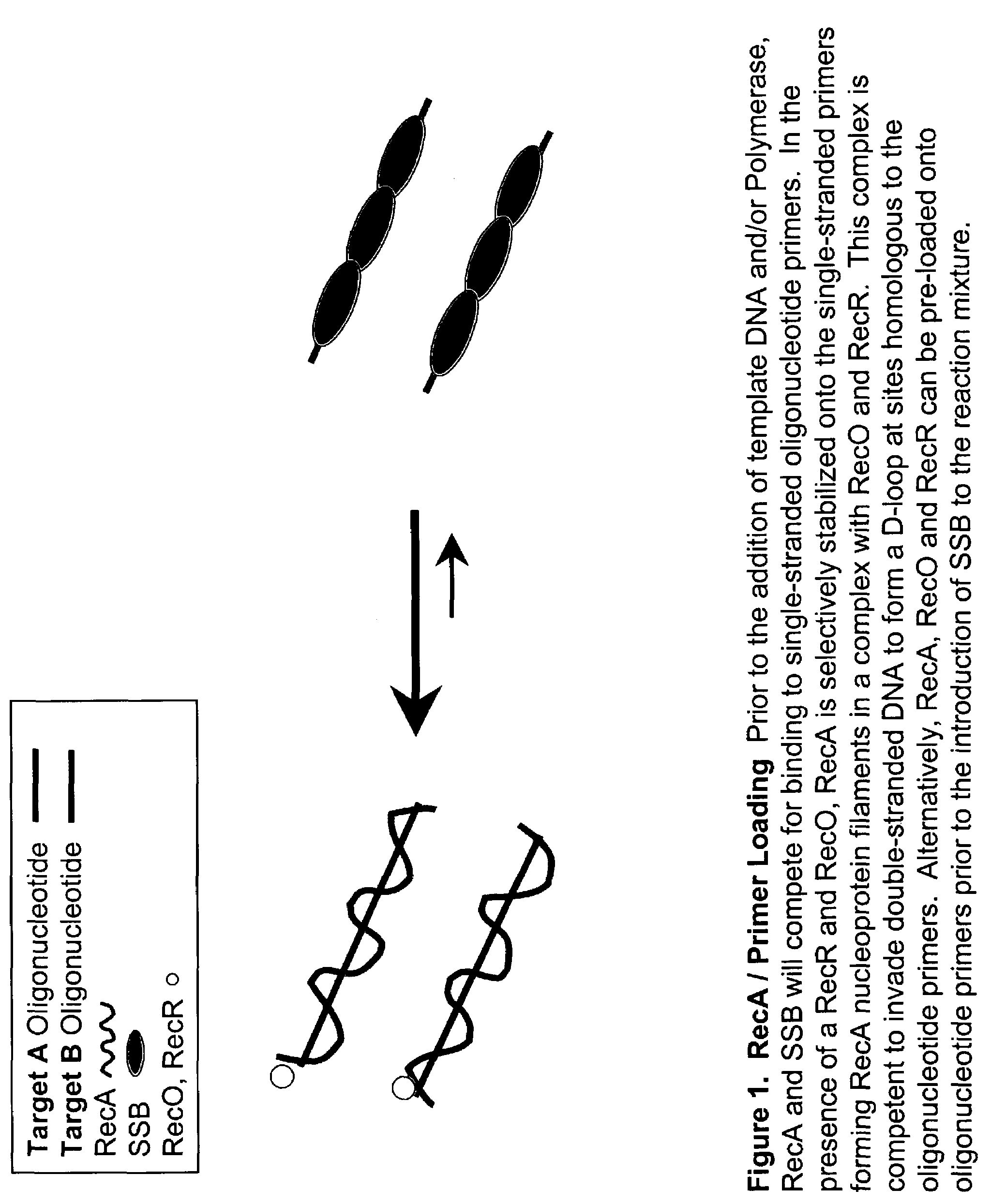 Recombinase polymerase amplification