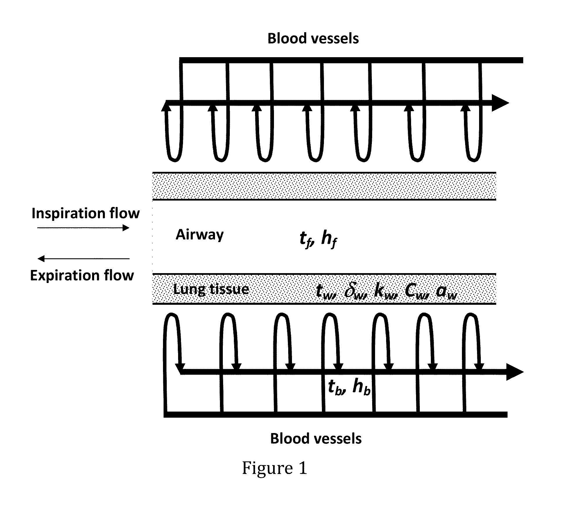 Non-invasive method and apparatus for determining lung tissue thermal properties and for extra vascular lung water measurement