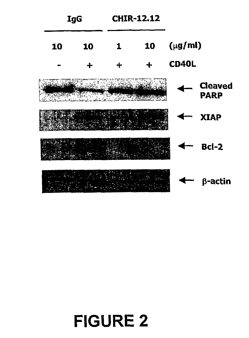 Methods of monitoring the efficacy of anti-CD40 antibodies in treating a subject for a CD40-expressing cancer