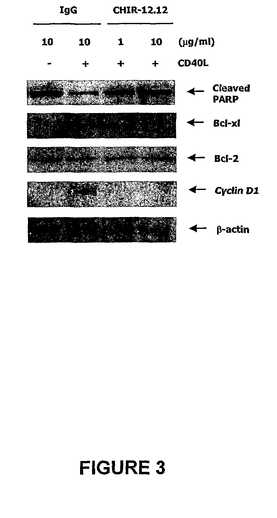 Methods of monitoring the efficacy of anti-CD40 antibodies in treating a subject for a CD40-expressing cancer