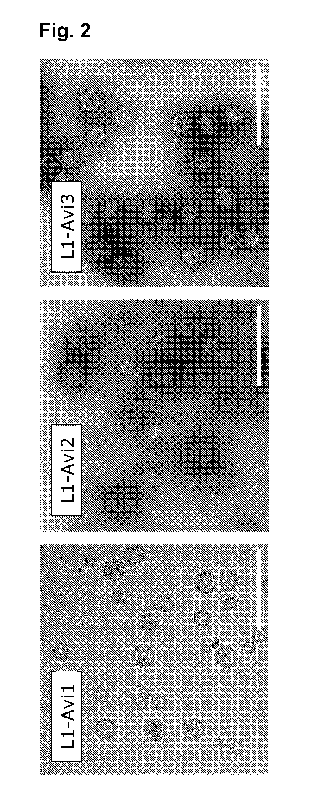 Virus like particle with efficient epitope display