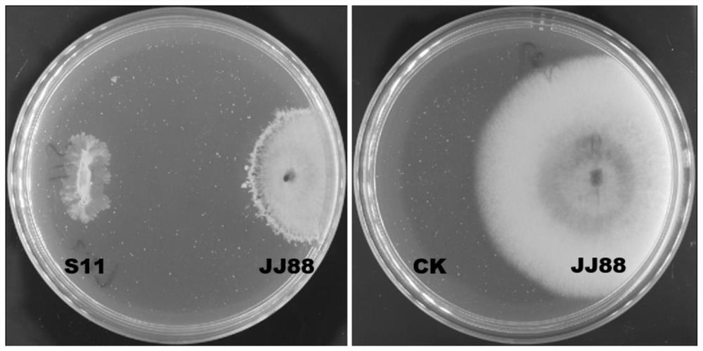 Stenotrophomonas rhizophila s11 for controlling rice blast and its application