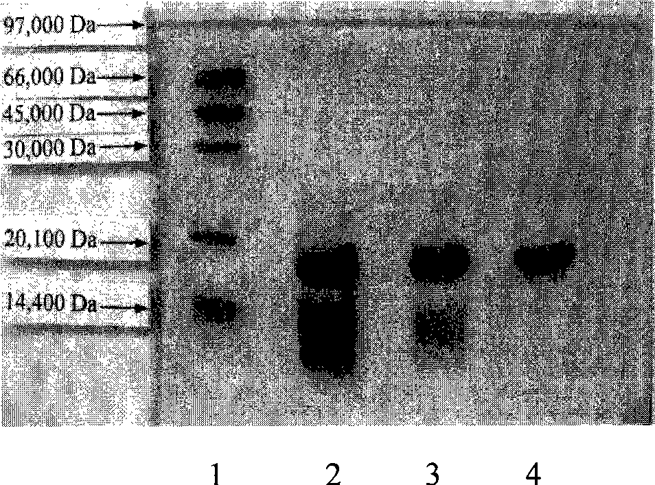 Human interferon alpha derivatives and preparation and use of pegylated products thereof