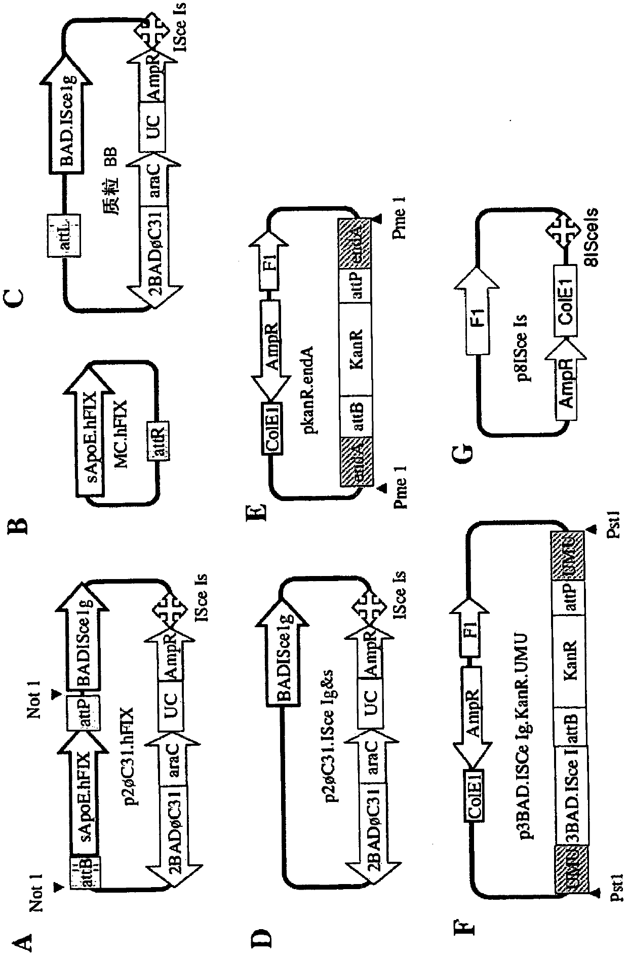 Minicircle DNA vector preparations and methods of making and using the same