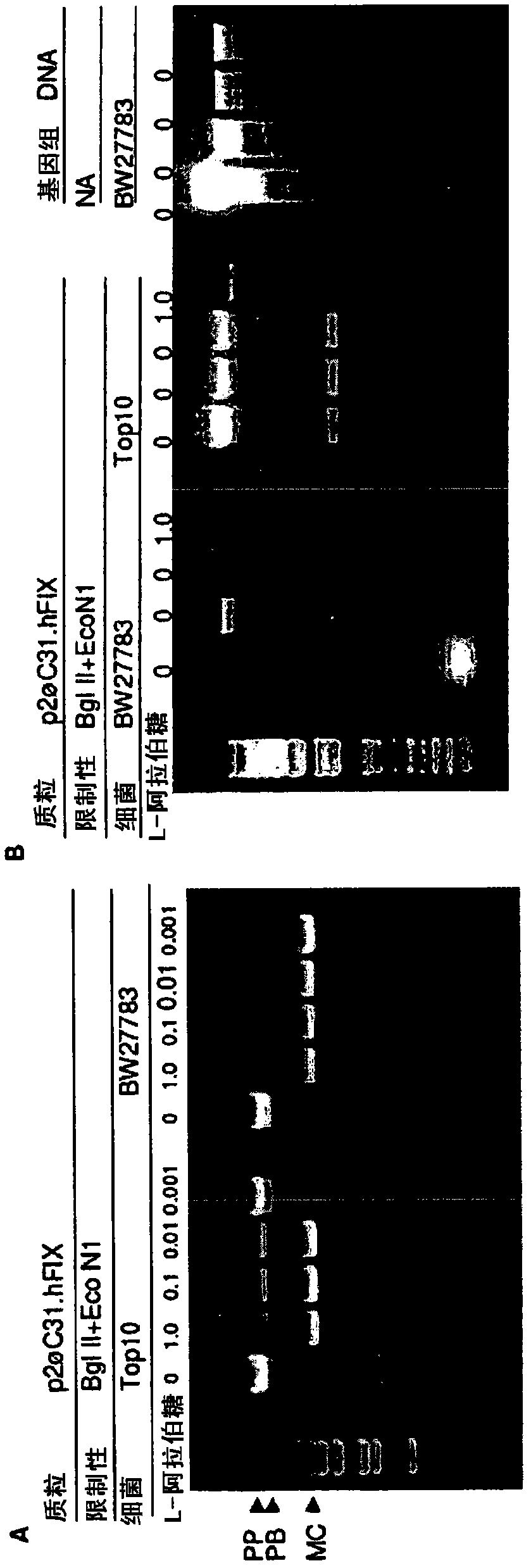Minicircle DNA vector preparations and methods of making and using the same