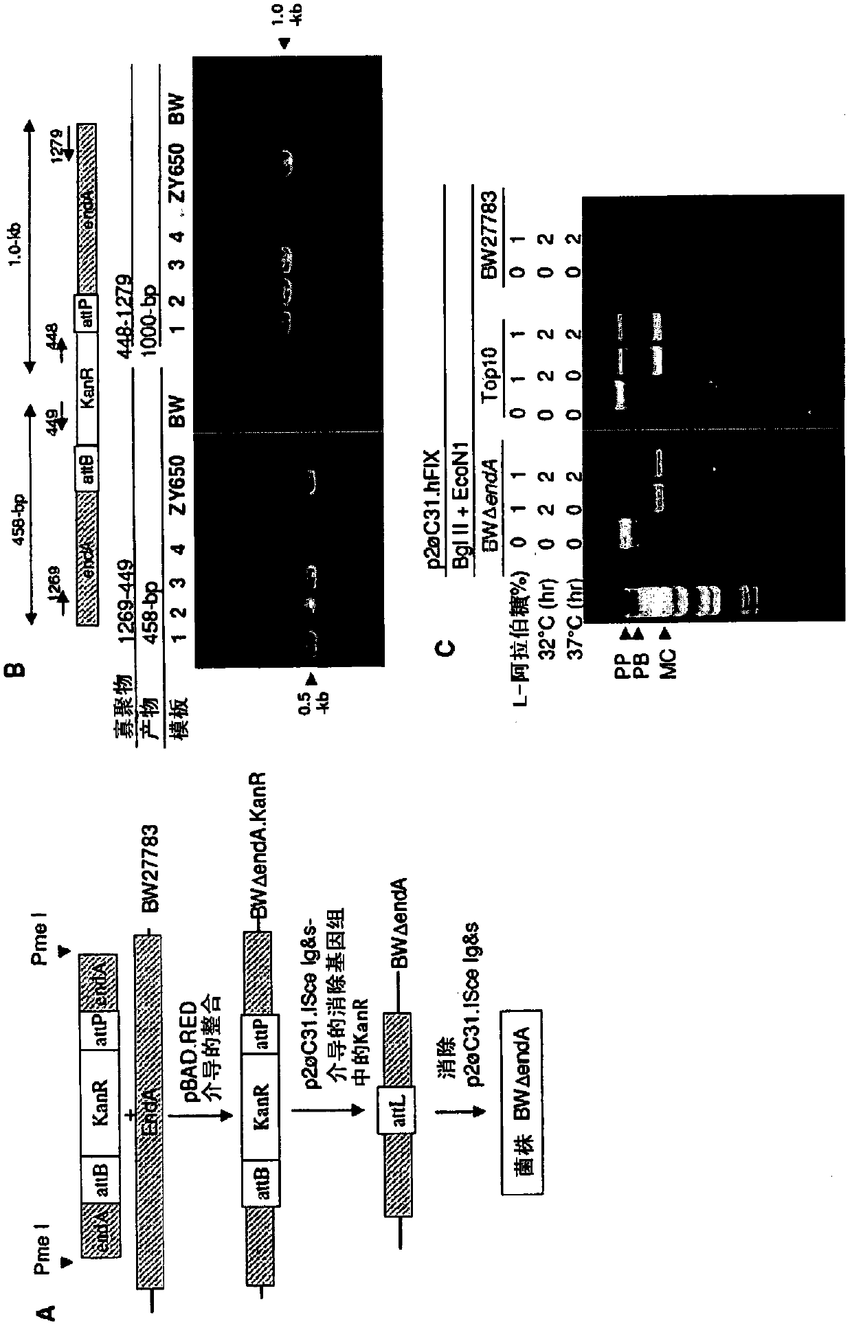 Minicircle DNA vector preparations and methods of making and using the same